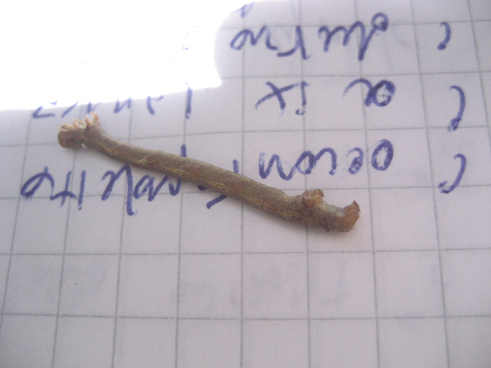 Ourapteryx sambucaria